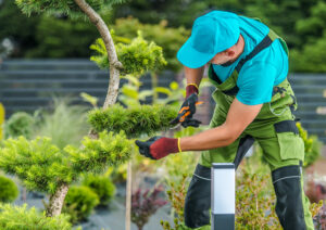 Entretien jardin et espaces verts Tunisie Jardiniers Créatifs à tunis