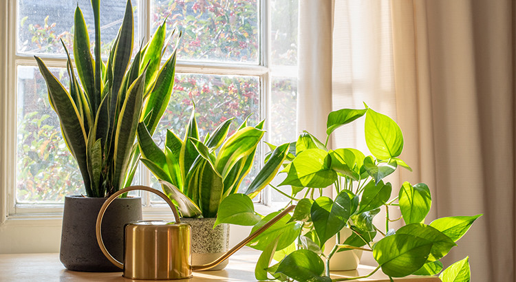 plantes d'intérieur en Tunisie
