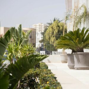 plantes décoratives 