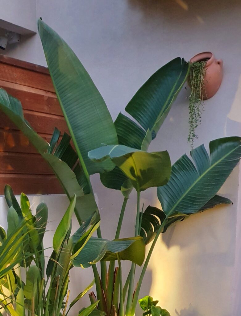 jardinage en Tunisie