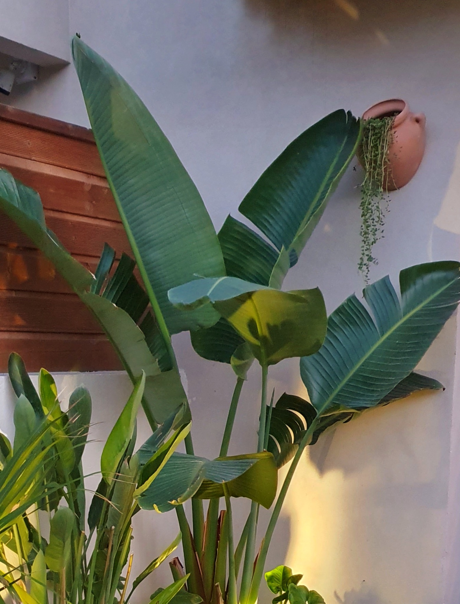 jardinage en Tunisie