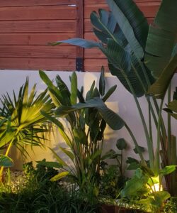 plantes vertes pour les villas