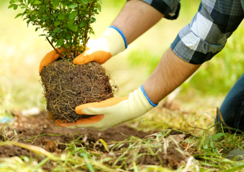 planter-des-arbres-1024×683 planter-des-arbres-1024x683